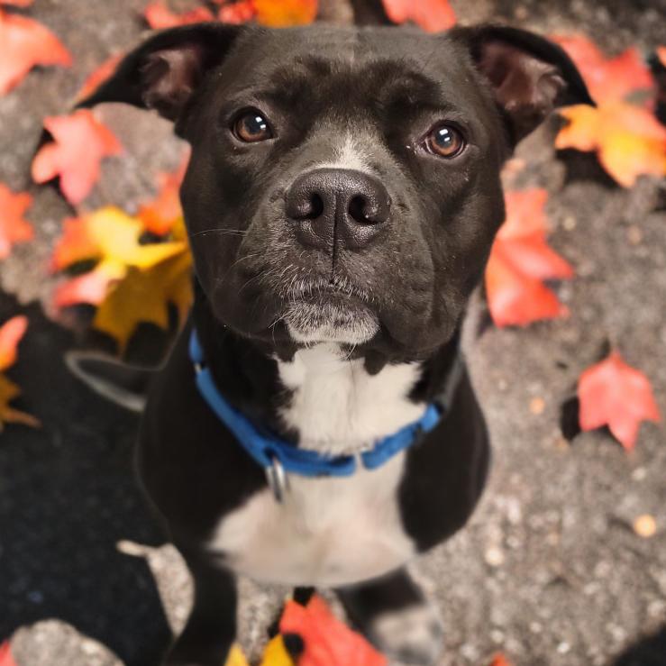 Enlarge Wayne, a Adoptable Mixed Breed in Sarasota, FL image 2/6