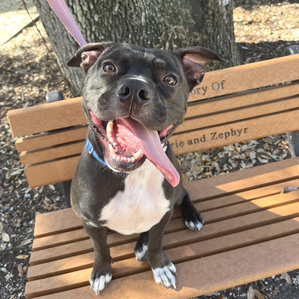 Enlarge Wayne, a Adoptable Mixed Breed in Sarasota, FL image 3/6