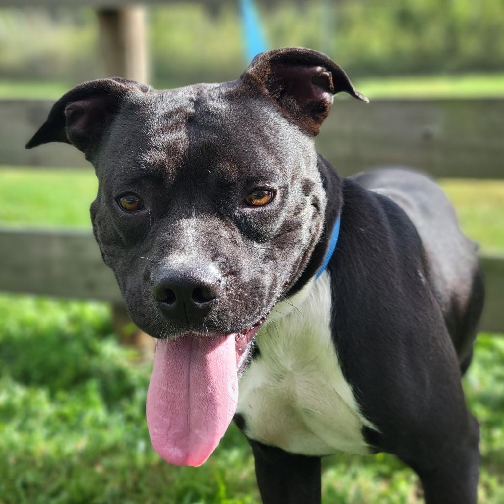 Enlarge Wayne, a Adoptable Mixed Breed in Sarasota, FL image 4/6
