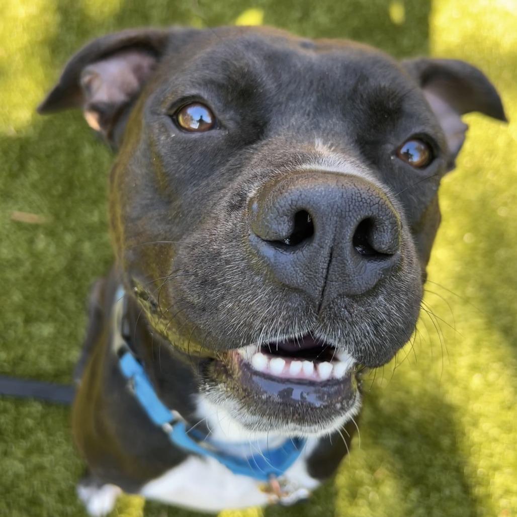 Enlarge Wayne, a Adoptable Mixed Breed in Sarasota, FL image 5/6