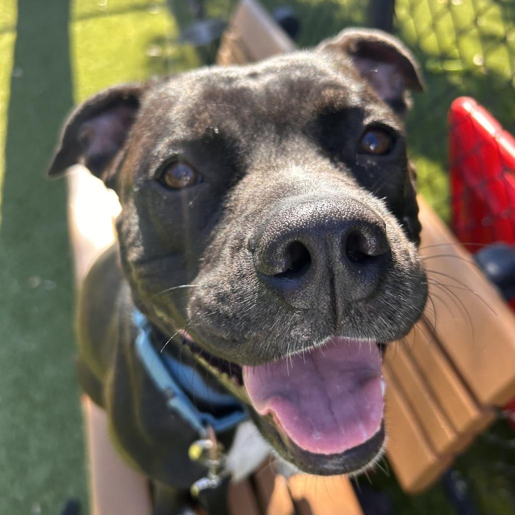 Enlarge Wayne, a Adoptable Mixed Breed in Sarasota, FL image 6/6