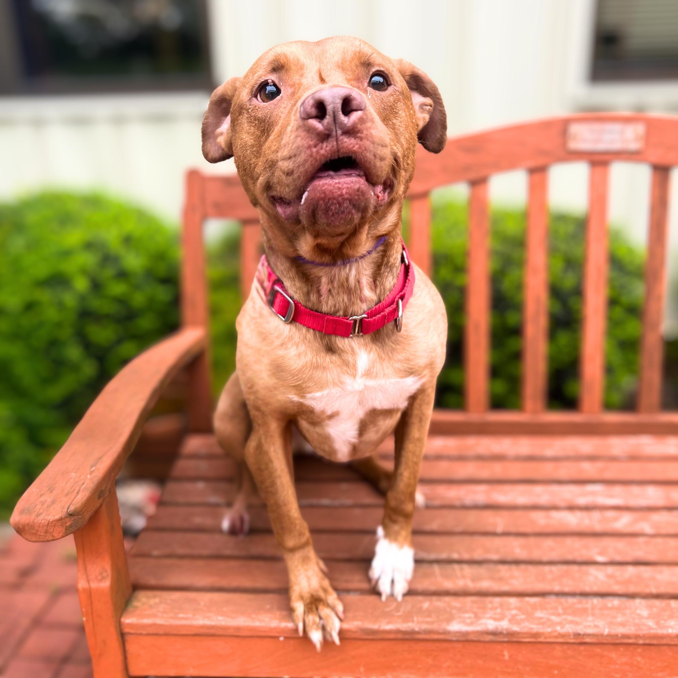 Enlarge Seven, a ADOPTABLE Mixed Breed in Quincy, IL image 1/1