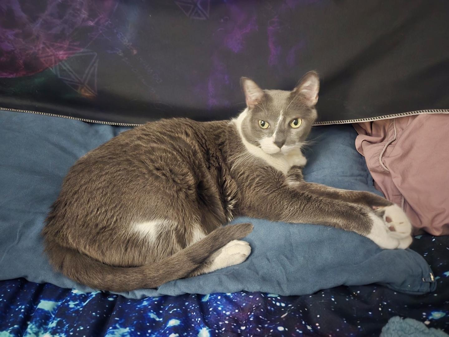 Enlarge Gio (loving cat) owner passed away , a ADOPTABLE Domestic Short Hair in Orlando, FL image 1/6