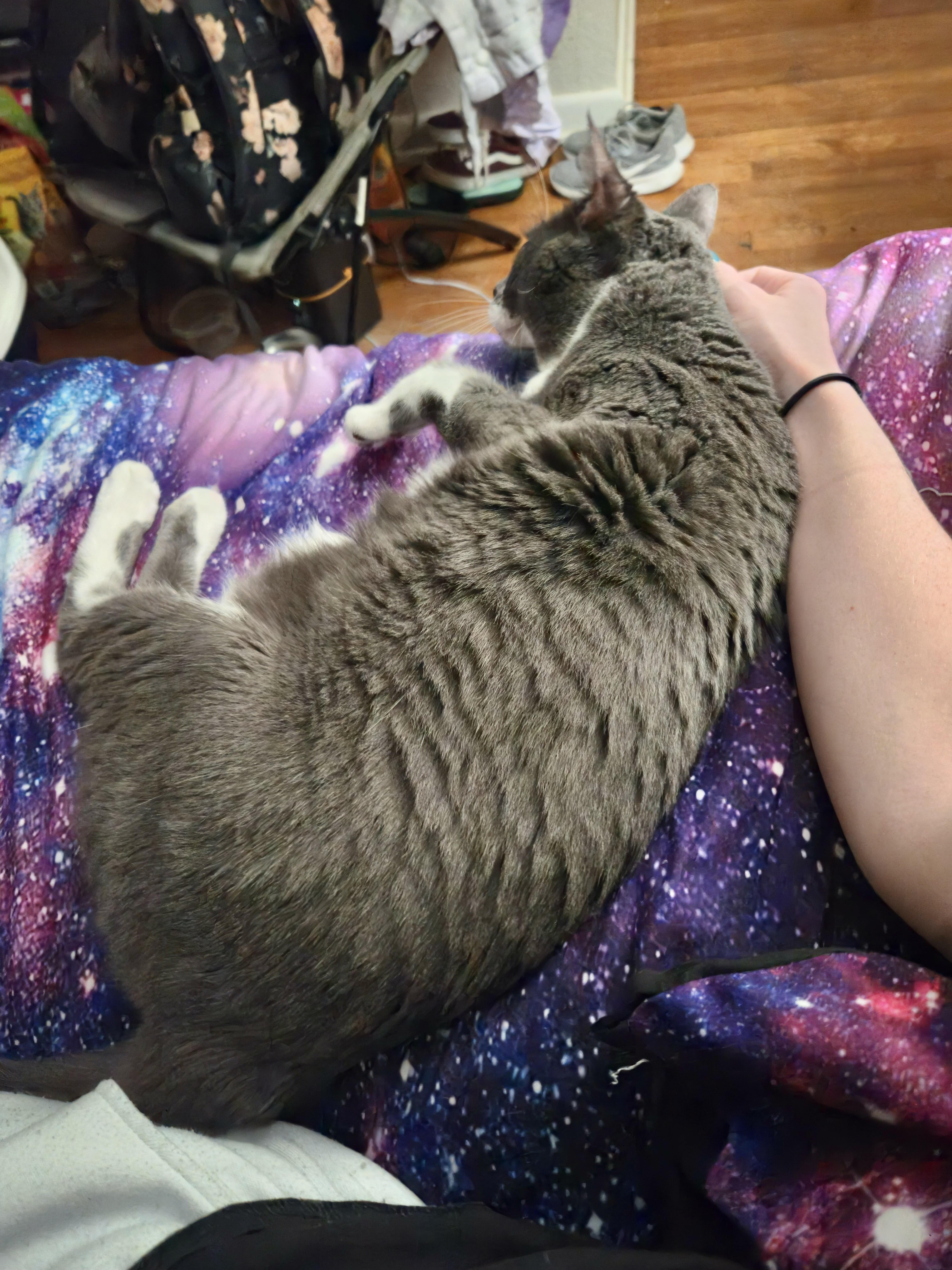 Enlarge Gio (loving cat) owner passed away , a ADOPTABLE Domestic Short Hair in Orlando, FL image 2/6