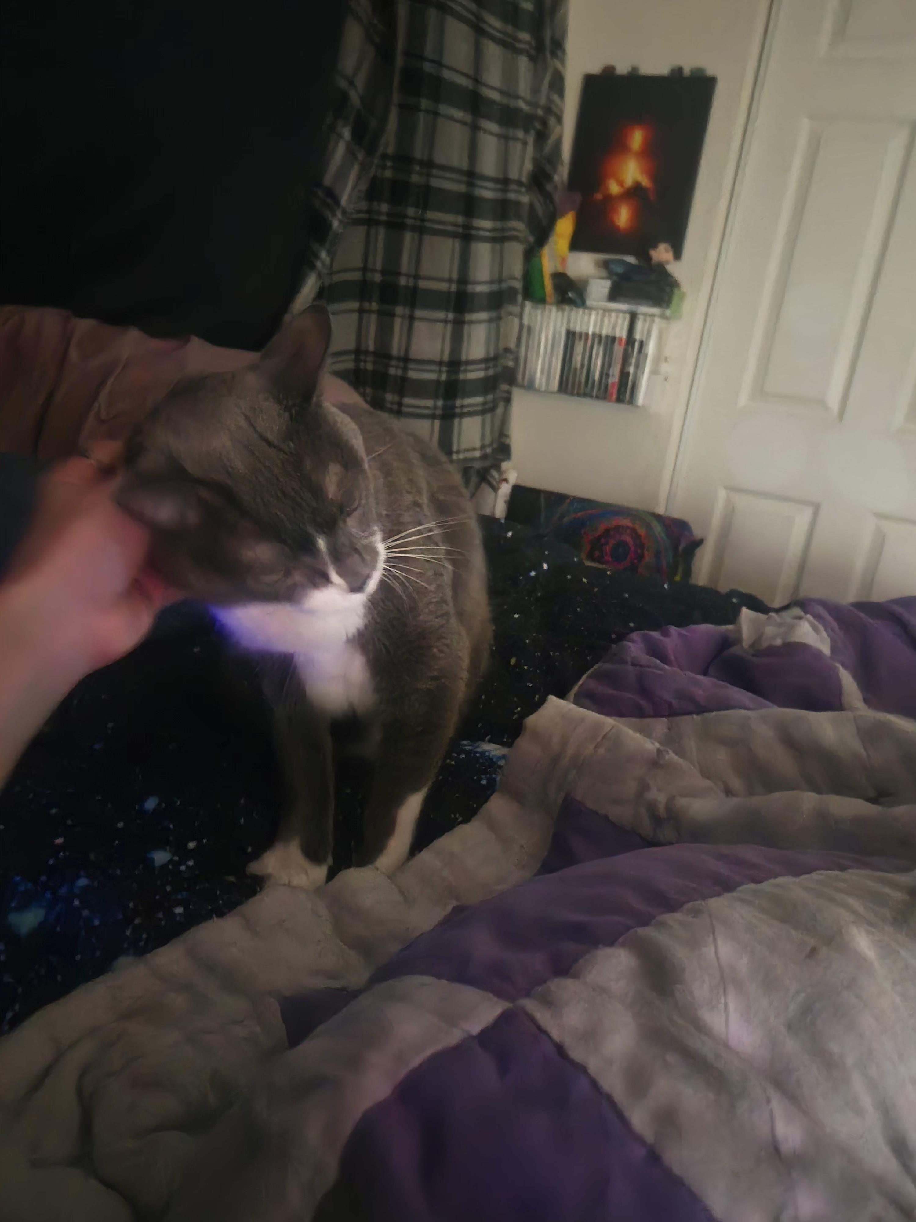 Enlarge Gio (loving cat) owner passed away , a ADOPTABLE Domestic Short Hair in Orlando, FL image 3/6