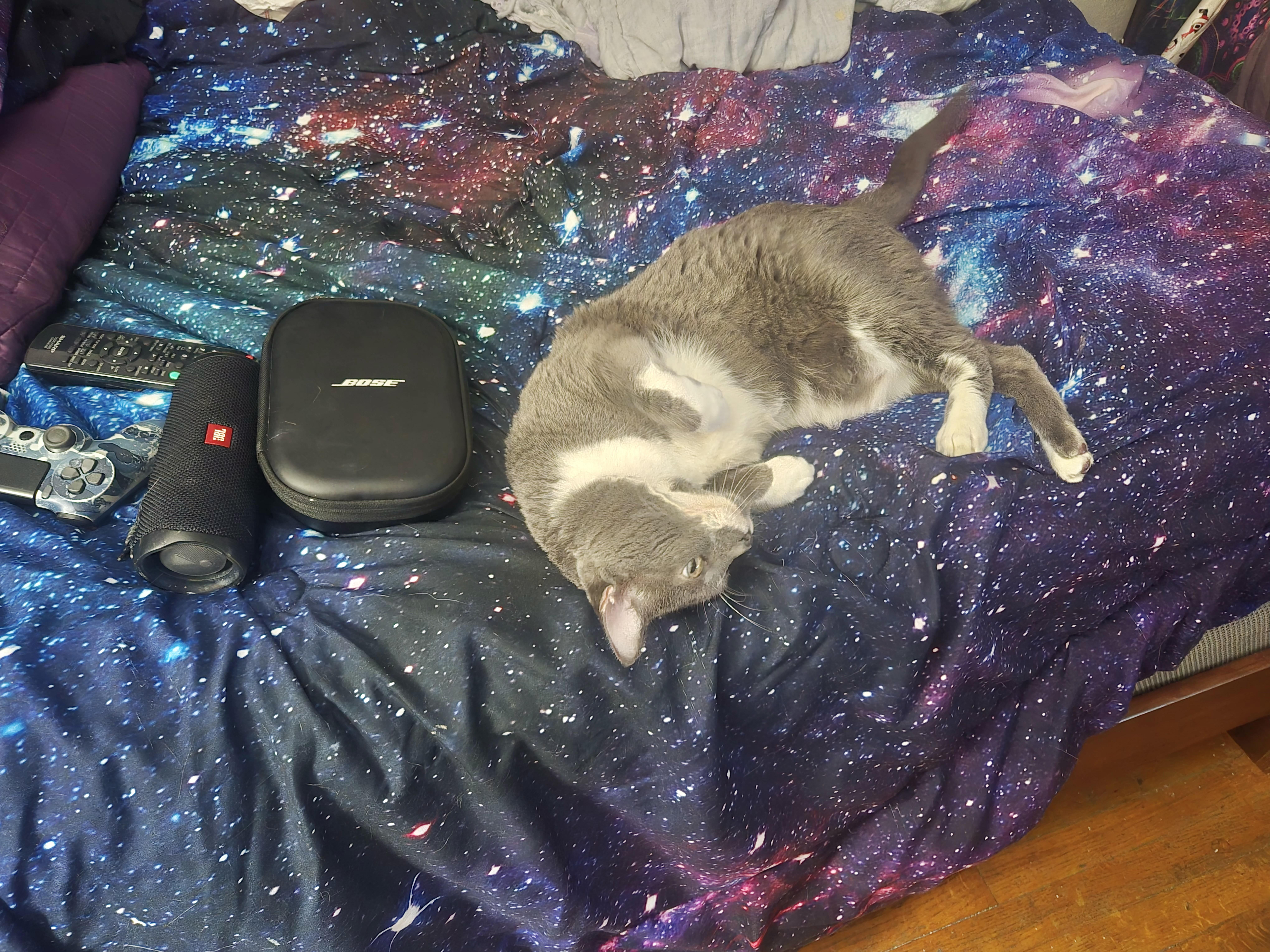 Enlarge Gio (loving cat) owner passed away , a ADOPTABLE Domestic Short Hair in Orlando, FL image 4/6