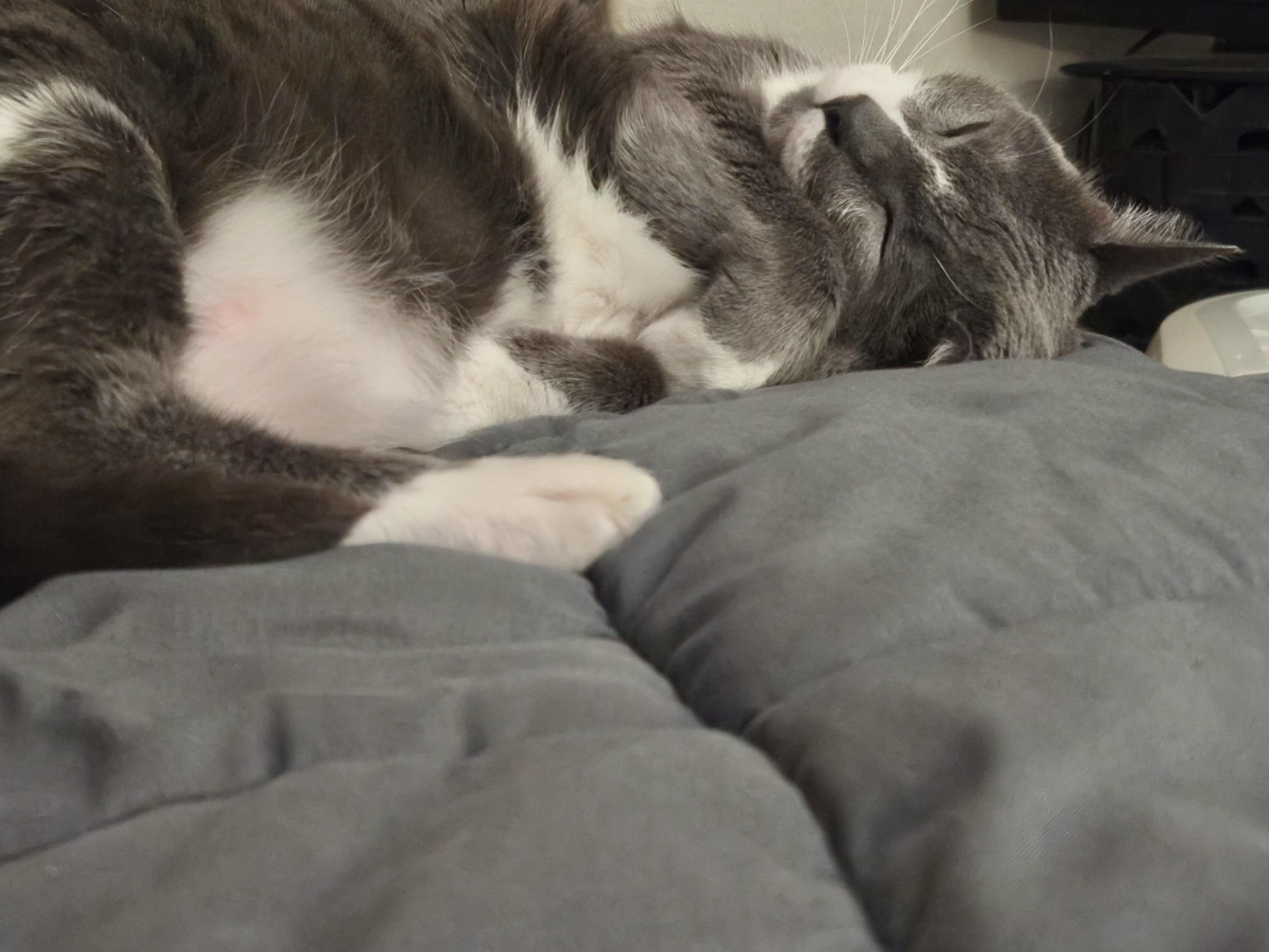 Enlarge Gio (loving cat) owner passed away , a ADOPTABLE Domestic Short Hair in Orlando, FL image 5/6