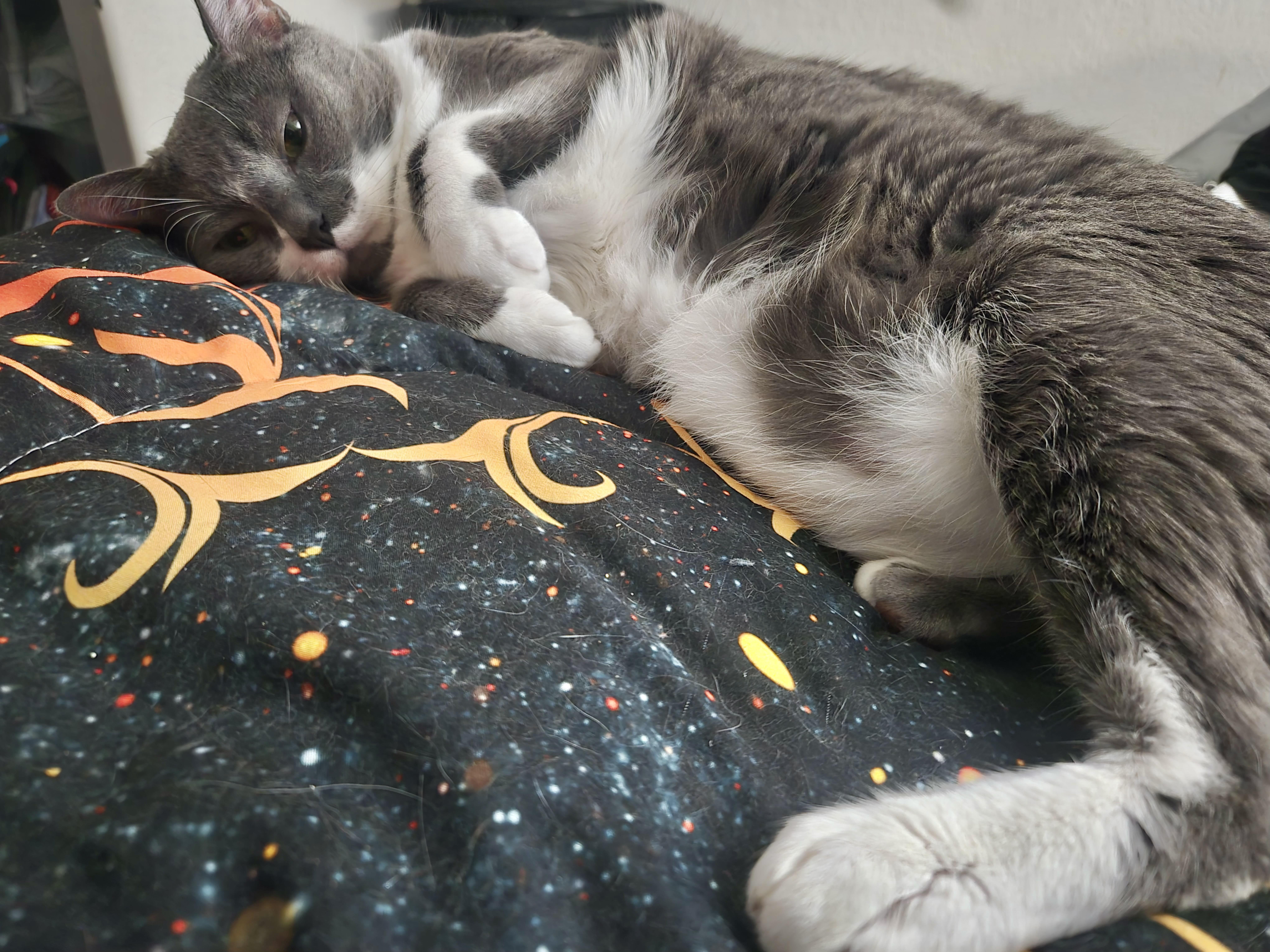 Enlarge Gio (loving cat) owner passed away , a ADOPTABLE Domestic Short Hair in Orlando, FL image 6/6