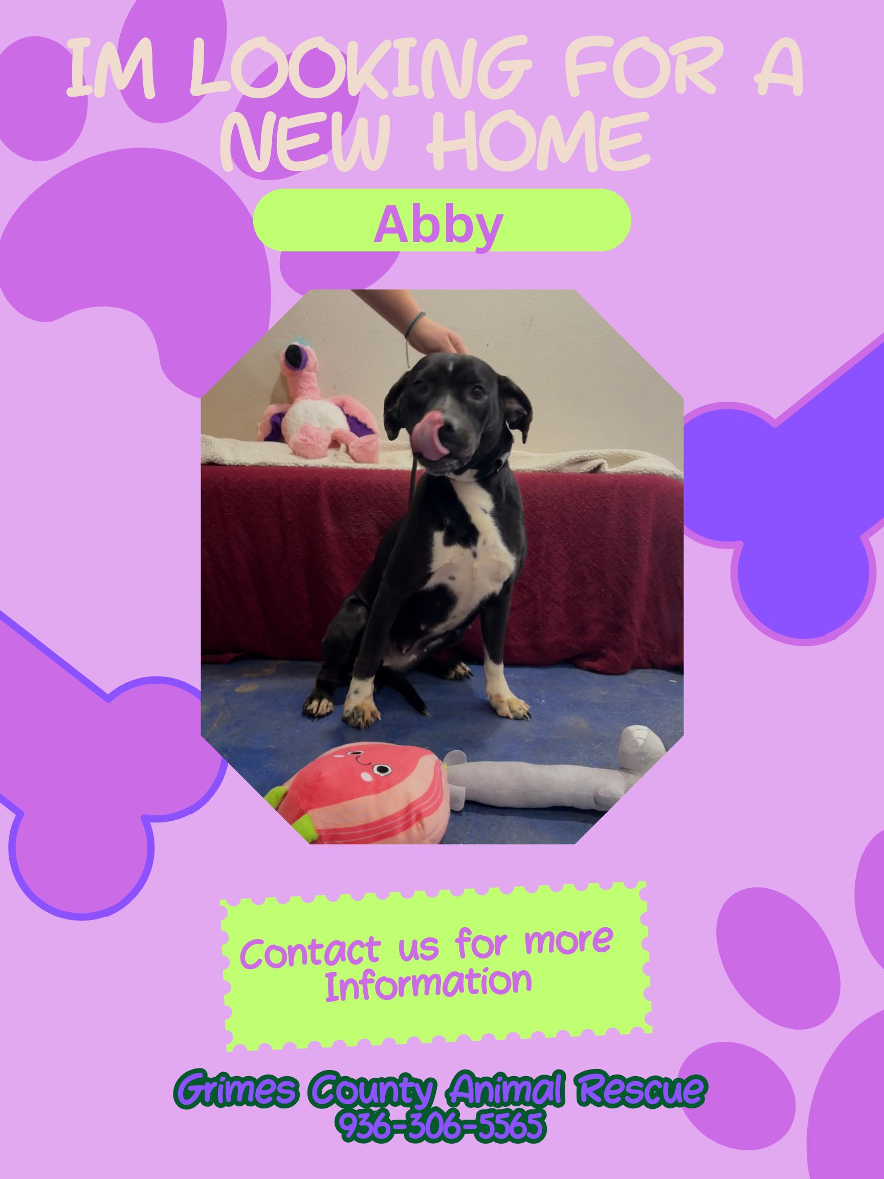 Abby, ADOPTABLE, Young Female Pit Bull Terrier.