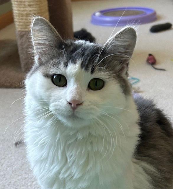 Enlarge Freya C4745 - ADOPTION BEING FINALIZED, a Adoptable Domestic Long Hair in minneapolis, MN image 1/3