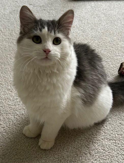 Enlarge Freya C4745 - ADOPTION BEING FINALIZED, a Adoptable Domestic Long Hair in minneapolis, MN image 2/3