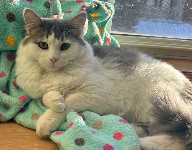 Enlarge Freya C4745 - ADOPTION BEING FINALIZED, a Adoptable Domestic Long Hair in minneapolis, MN image 3/3