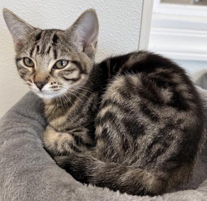 Enlarge Haven, a Adoptable mixed breed in Venice, FL image 1/3