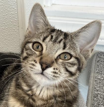 Enlarge Haven, a Adoptable mixed breed in Venice, FL image 2/3