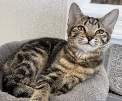 Enlarge Haven, a Adoptable mixed breed in Venice, FL image 3/3