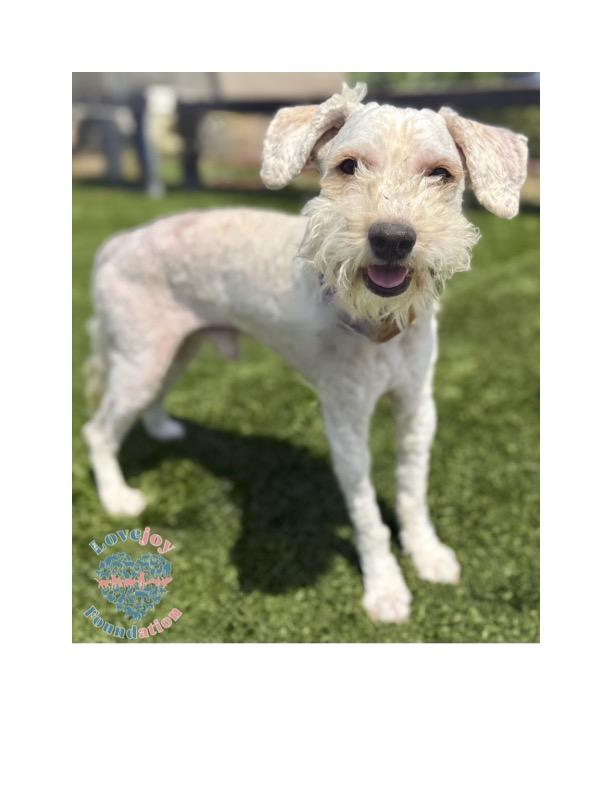 Socko RB Miniature Poodle Dog