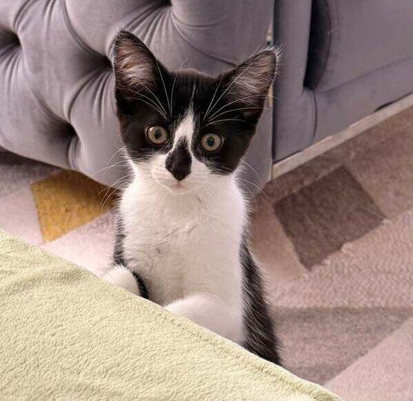 Rhaegal, adopted, Kitten Female Domestic Short Hair.