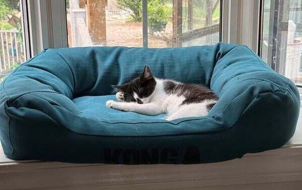 Rhaegal, an adopted Domestic Short Hair in Mississauga, ON image 2/3