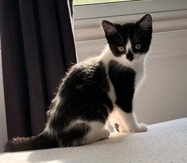Rhaegal, an adopted Domestic Short Hair in Mississauga, ON image 3/3