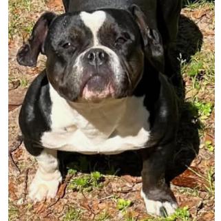 SAGE, Adoptable, Adult Female Mixed Breed & English Bulldog.