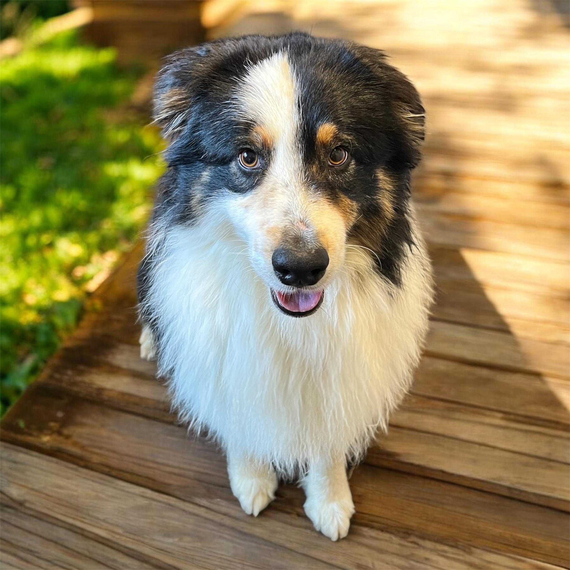 Enlarge Ziggy, a ADOPTABLE Australian Shepherd in Horn Lake, MS image 5/6