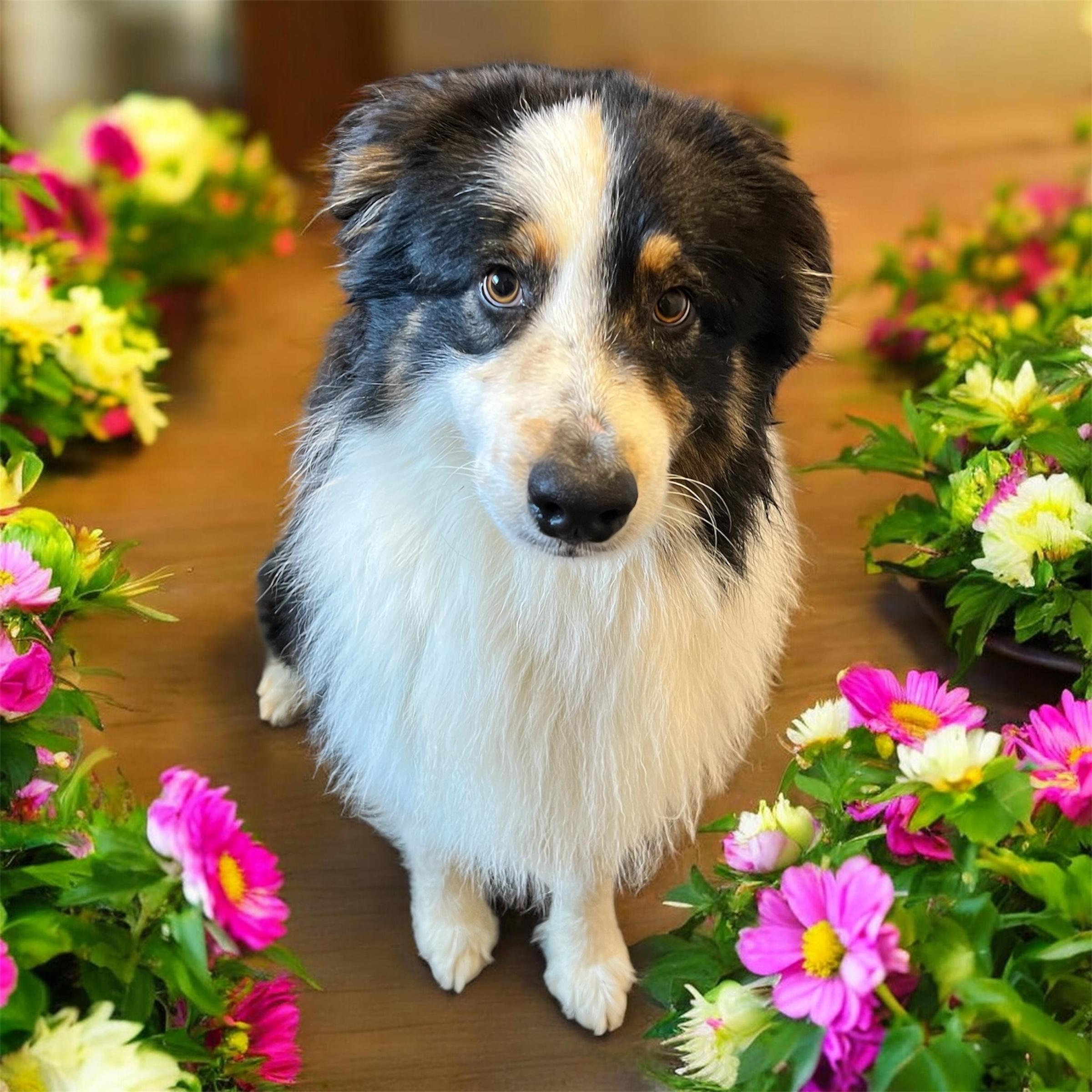 Enlarge Ziggy, a ADOPTABLE Australian Shepherd in Horn Lake, MS image 4/6