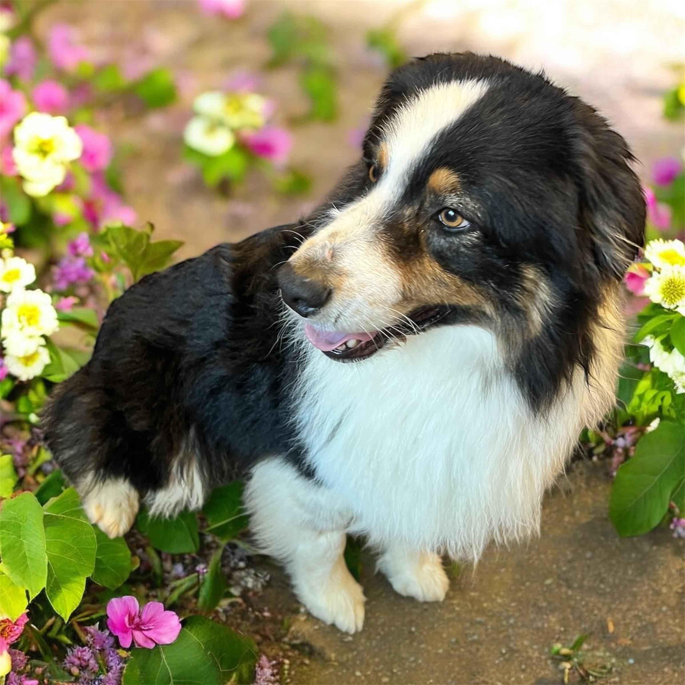 Enlarge Ziggy, a ADOPTABLE Australian Shepherd in Horn Lake, MS image 2/6