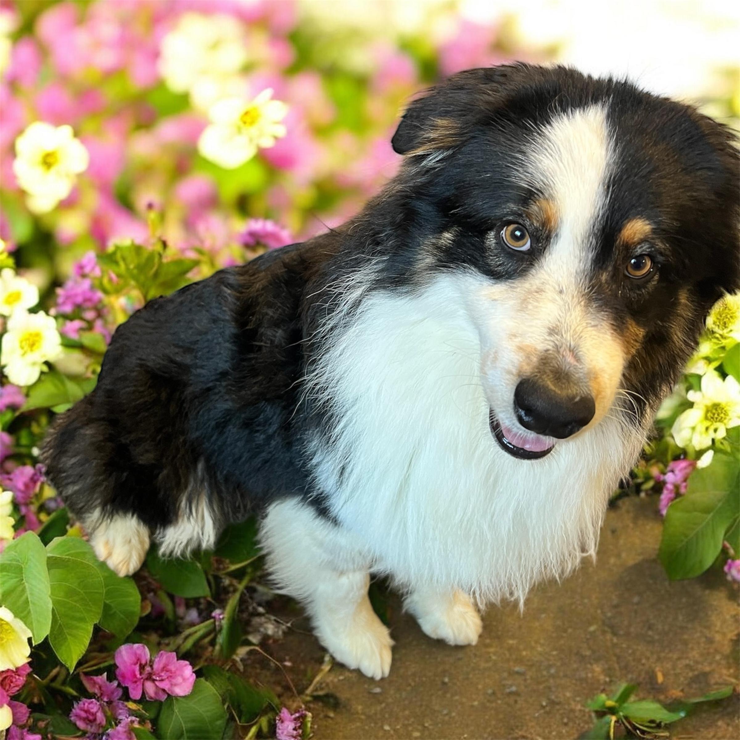 Enlarge Ziggy, a ADOPTABLE Australian Shepherd in Horn Lake, MS image 1/6