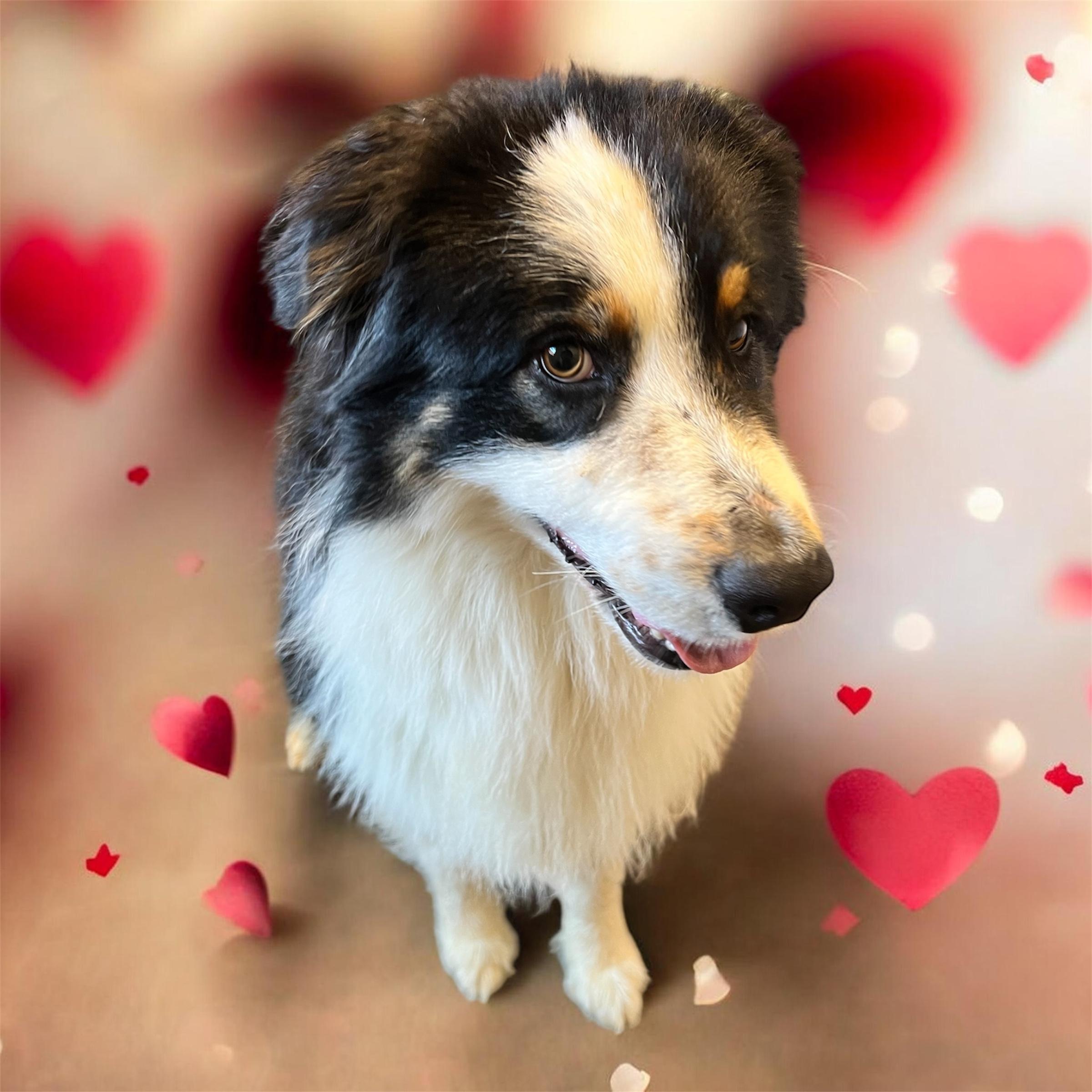 Enlarge Ziggy, a ADOPTABLE Australian Shepherd in Horn Lake, MS image 3/6