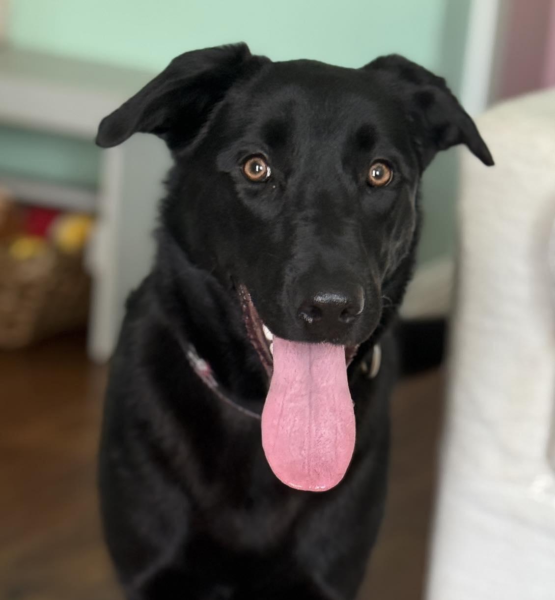 Pearl, ADOPTABLE, Young Female Black Labrador Retriever & Shepherd.