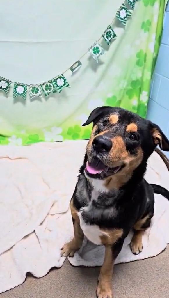 Clark, a Adoptable Rottweiler in New Manchester, WV image 4/6