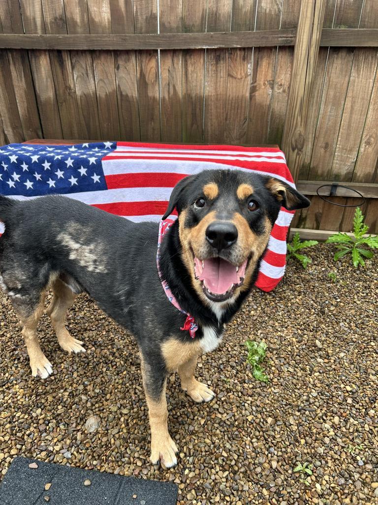 Clark, a Adoptable Rottweiler in New Manchester, WV image 6/6