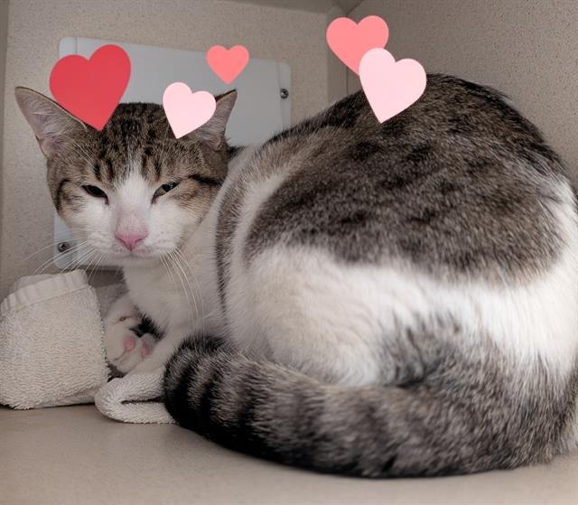 Enlarge MUNCHKIN, a Adoptable Domestic Short Hair in Denver, CO image 1/1