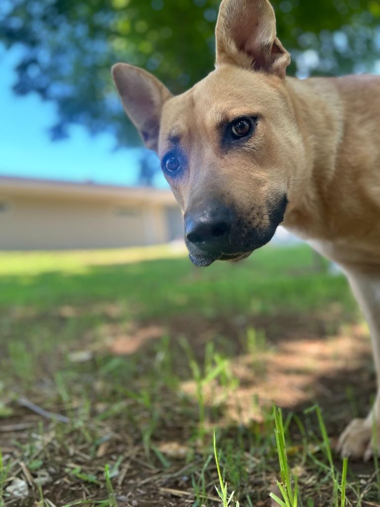 Enlarge JILES, a Adoptable mixed breed in Athens, AL image 1/6