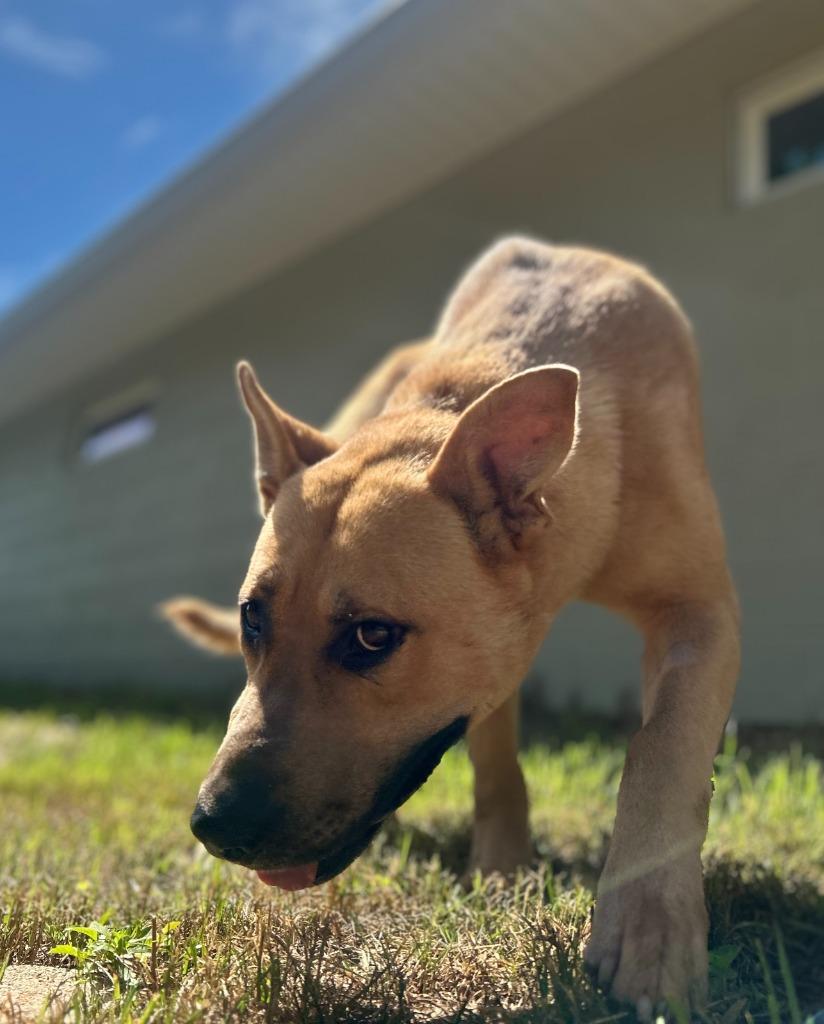 Enlarge JILES, a Adoptable mixed breed in Athens, AL image 2/6
