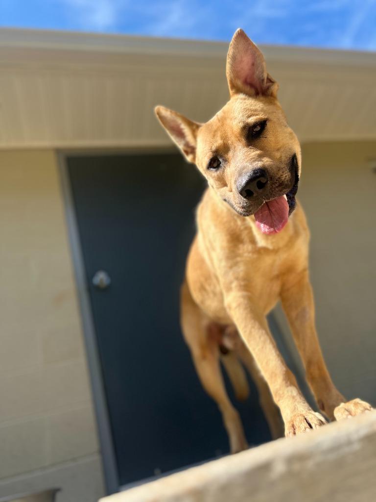 Enlarge JILES, a Adoptable mixed breed in Athens, AL image 3/6