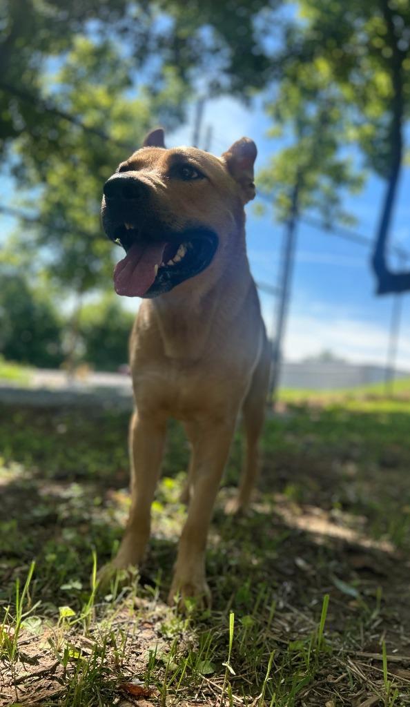 Enlarge JILES, a Adoptable mixed breed in Athens, AL image 4/6
