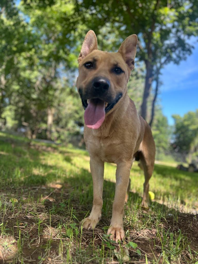 Enlarge JILES, a Adoptable mixed breed in Athens, AL image 5/6