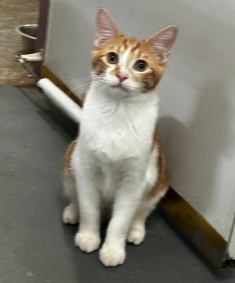Enlarge Fitz, a Adoptable mixed breed in Tahlequah, OK image 4/6