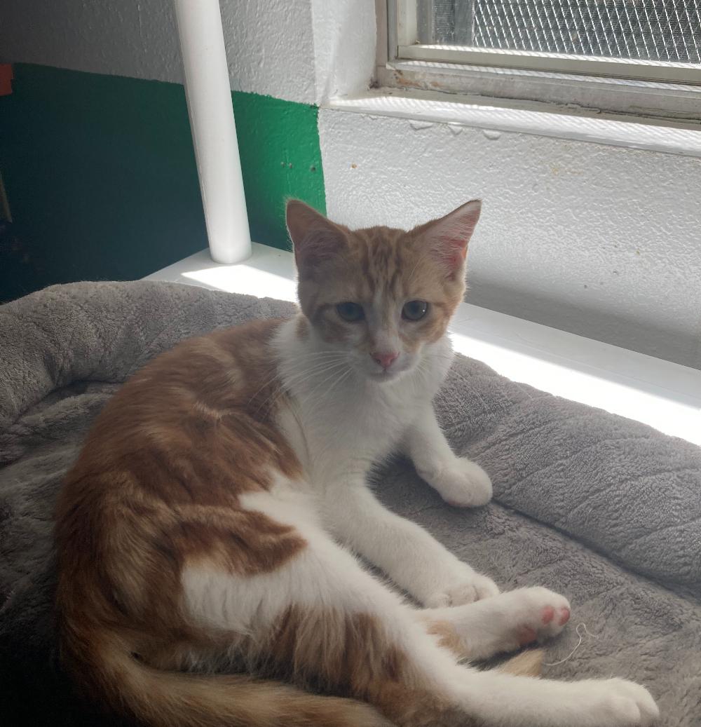 Fitz, ADOPTABLE, Young Male Tabby & American Shorthair.