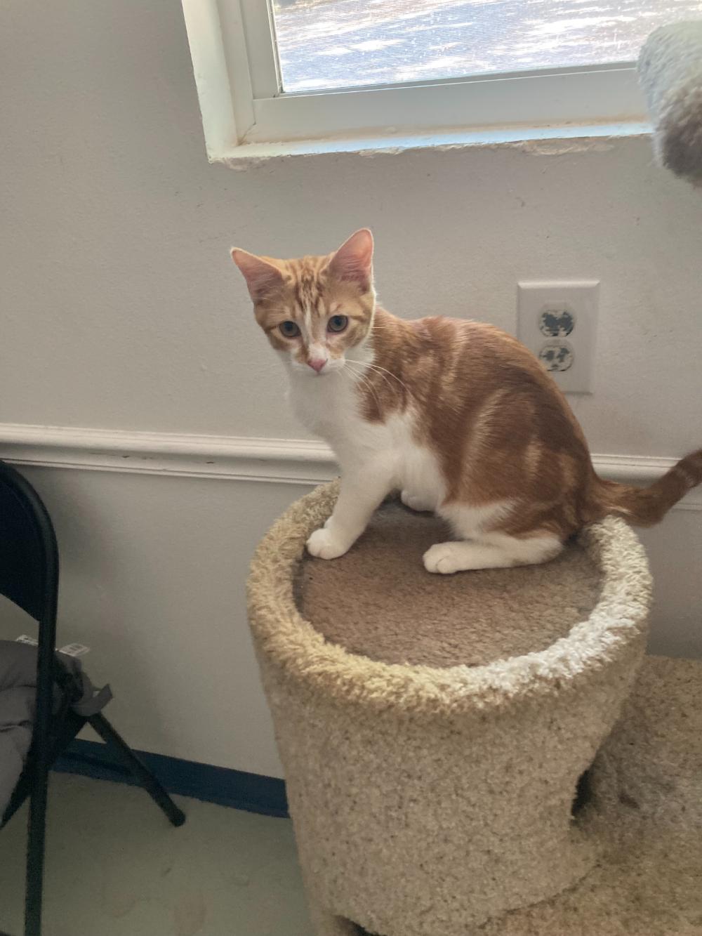Enlarge Fitz, a ADOPTABLE mixed breed in Tahlequah, OK image 2/2