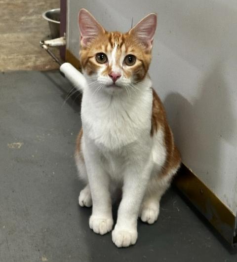 Enlarge Fitz, a Adoptable mixed breed in Tahlequah, OK image 6/6