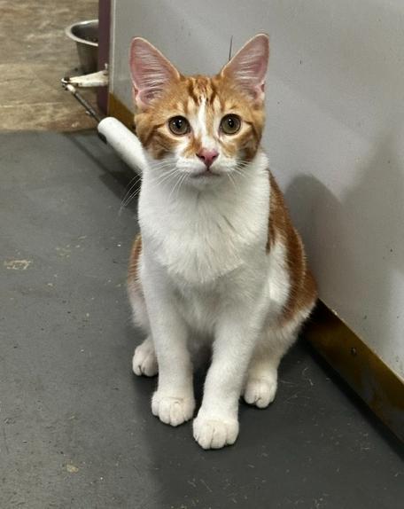Enlarge Fitz, a Adoptable mixed breed in Tahlequah, OK image 5/6