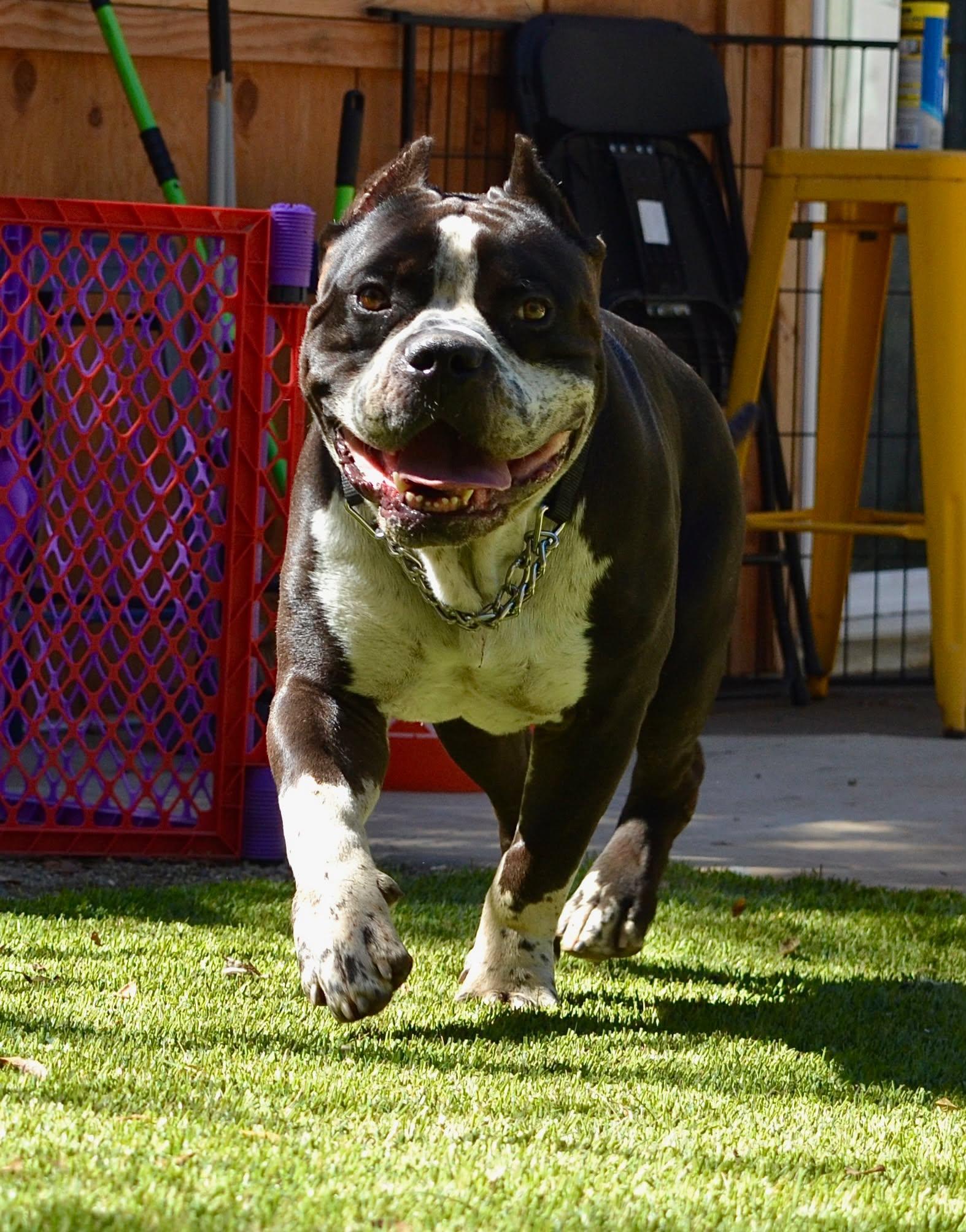 Brutus, Adoptable, Adult Male American Staffordshire Terrier.