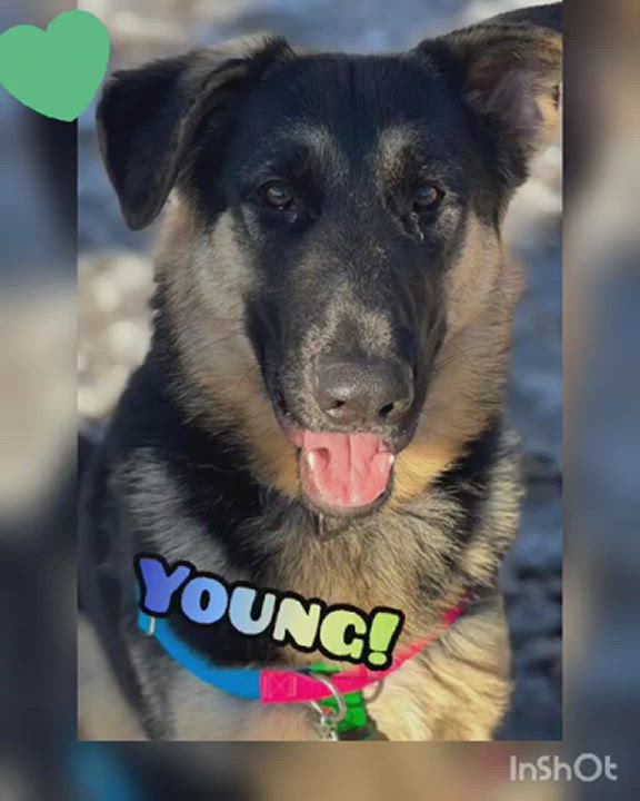 Enlarge Flapjack, a Adopted German Shepherd Dog in Providence, RI video 2/3