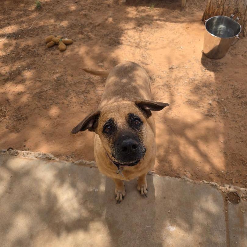 Enlarge Milan, a Adoptable mixed breed in Midland, TX image 1/1