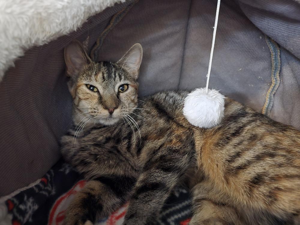 RAMONA, Adoptable, Kitten Female Domestic Short Hair.