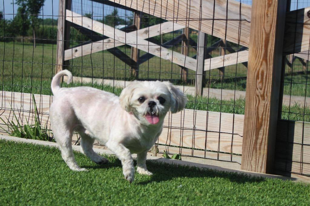 Enlarge Sadie, an adopted Shih Tzu in Chestertown, MD image 2/4