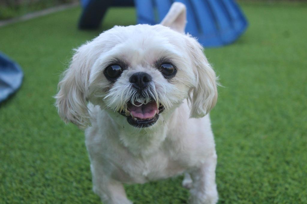Enlarge Sadie, an adopted Shih Tzu in Chestertown, MD image 1/4