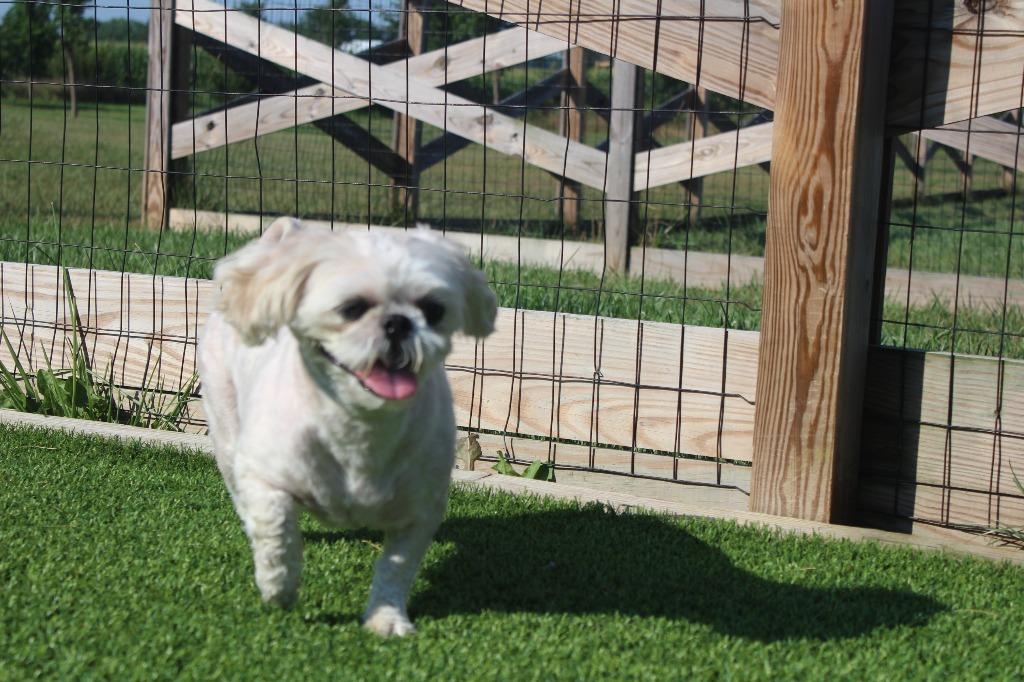 Enlarge Sadie, an adopted Shih Tzu in Chestertown, MD image 3/4